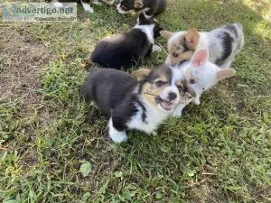 Beautiful CKC reg Pembroke corgis
