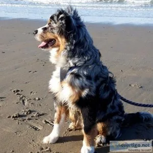Chiens bergers australiens &agrave vendre  Wildaussiedream.be