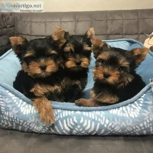 Yorkshire Terrier Puppies