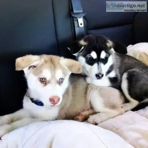 Excellent Siberian Husky Puppies