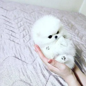 Tiny Teacup Pomeranian puppies
