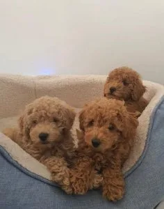 Lovely Toy Poodles Ready For Loving Homes