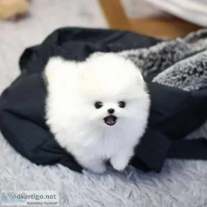 Registered Teacup Pomerania Puppies For Re-Homing