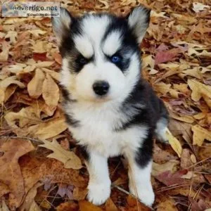 Siberian Husky Puppies for Adoption