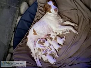 Akc Brittany puppies