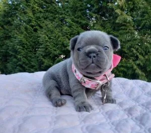 WOW 4 FRENCH BULLDOG PUPPIES FOR SALE PLEASE CONTACT