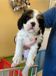 Cavalier King Charles Spaniel Puppies