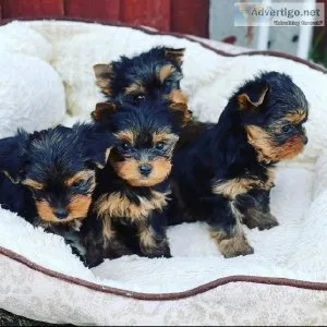 teacup yorkie puppies for sale