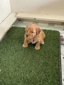 Mini Goldendoodle puppies