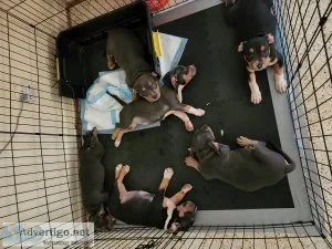 TRI- COLOR AMERICAN BULLY PUPPIES