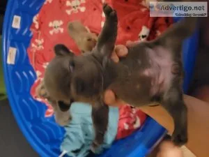 French bulldog Puppies