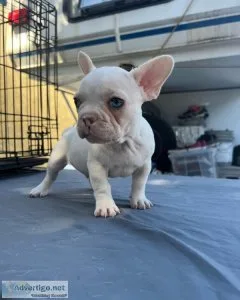 French bulldog puppies
