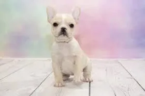 French bulldogs