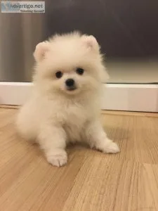 Pomeranians (Teddy Bear)