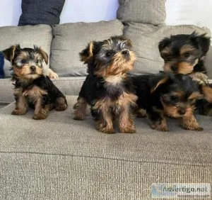 Pets for sell and rehoming