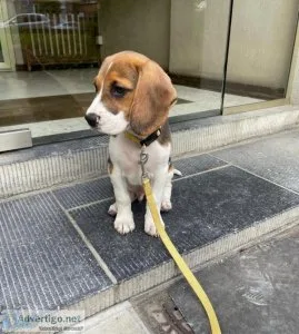 bouncy Beagle puppies Nolly