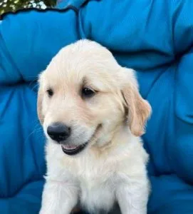 This little Golden Retriever puppies