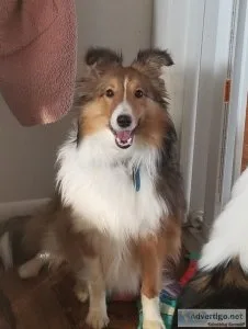 Sheltie