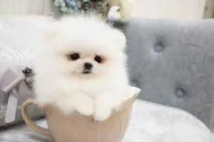 Amazing White pomeranians