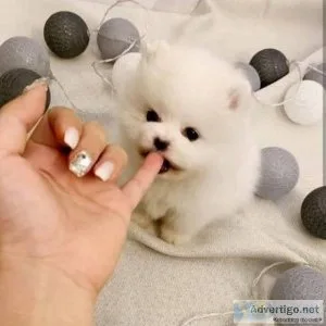 Our beautiful girl has delivered an amazing litter of 3 Pomerani