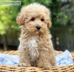 Mini Cockapoo F1B - FEMALES