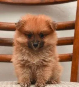 Riley a Pomeranian puppy
