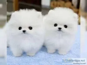 Adorable male and femaLE Pomeranian for new home