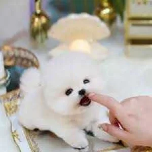 Absolutely Healthy Teacup Pomeranian Puppy