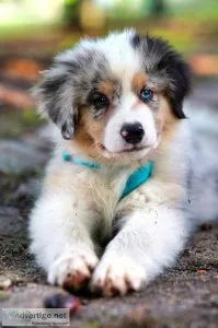Pets Puppies
