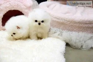 Cute Tiny Teacup Pomeranian Puppies Now Available