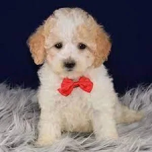 Maltipoo Females for sale