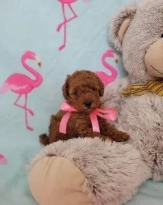 Super Cute Apricot Toy Poodle Puppies