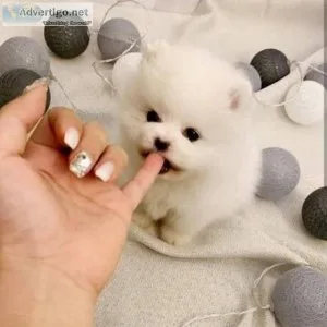 Beautiful 34 Pomeranian puppys