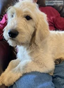 Goldendoodle Puppies
