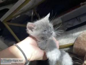 Ragdoll kittens