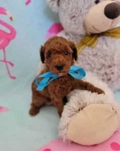 Beaut Litter toy poodles