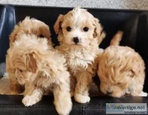 Health Tested  Teacup Maltipoo Puppies