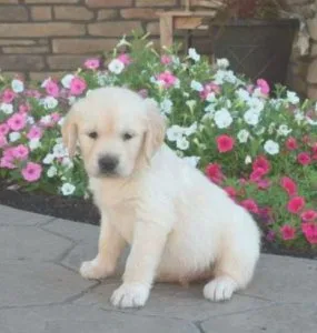 Chip Golden Retriever puppies
