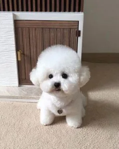 Toy Size Bichon Pups