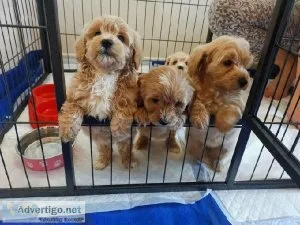 Outstanding Health Tested  Teacup Maltipoo Puppies