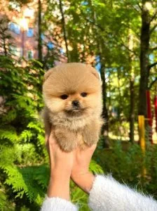 Two Adorable Pomeranian Puppies For Adoption