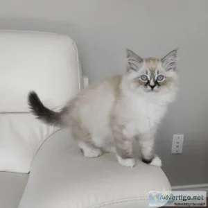 Ragdoll kittens sale