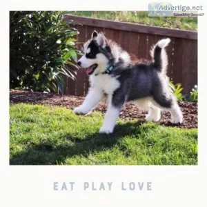 Female Siberian Husky for Sale