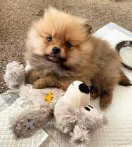 Pure breed Pomeranian puppies are looking for new homes