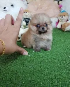 Beautiful Pomeranian 4.5 month old Female.
