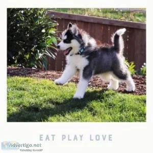 Siberian Husky for Stud Only 600.00