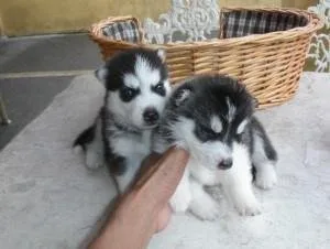 Home Trained Siberian Husky Puppies Available