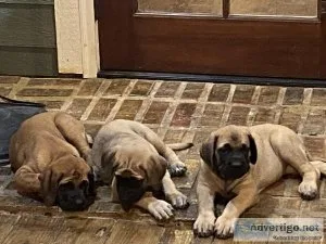 English Mastiff