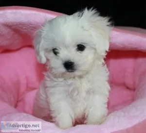 Acheter chiots cavaliers en Belgique  Bouledepoils.be