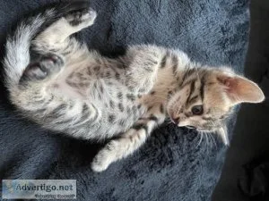 %Nice  2Bengal kittens ready for adoption